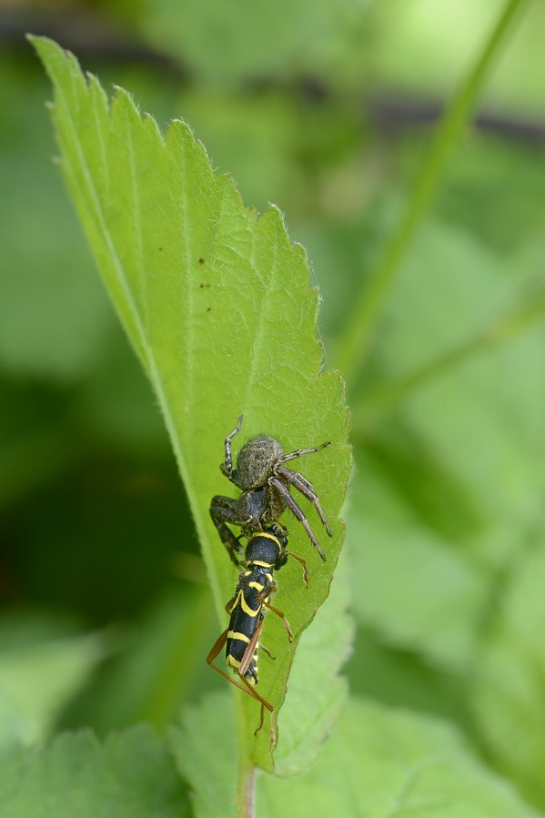 Clytus arietis predato da Xysticus sp.